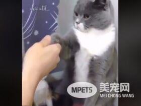 下马威让你知道谁是老大! 小猫被霸凌幸好马麻来救场