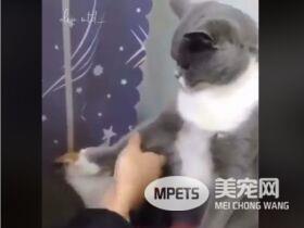 下马威让你知道谁是老大! 小猫被霸凌幸好马麻来救场