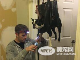 你家的毛孩也讨厌剪指甲吗？ 快来跟这位毛爸学这招