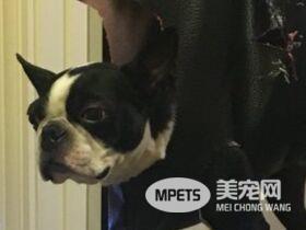 你家的毛孩也讨厌剪指甲吗？ 快来跟这位毛爸学这招