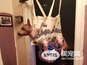 你家的毛孩也讨厌剪指甲吗？ 快来跟这位毛爸学这招