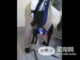 你家的毛孩也讨厌剪指甲吗？ 快来跟这位毛爸学这招
