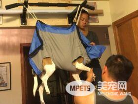 你家的毛孩也讨厌剪指甲吗？ 快来跟这位毛爸学这招