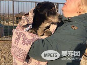 我只是睡着了! 汪星人被埋葬后竟自己挖墓而出