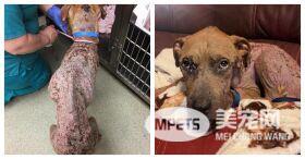 看到这只狗狗心都碎了! 像垃圾一样,被扔垃圾箱等待死亡