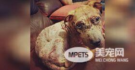 看到这只狗狗心都碎了! 像垃圾一样,被扔垃圾箱等待死亡