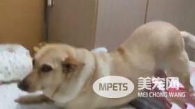 傻眼!狗狗尿床怕挨骂  直接用屁股毁灭证据