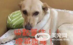 傻眼!狗狗尿床怕挨骂  直接用屁股毁灭证据