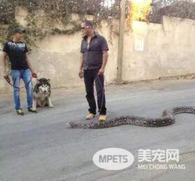 见过遛狗遛猫的算什么 你见过遛龟?遛鱼?遛蜥蜴?