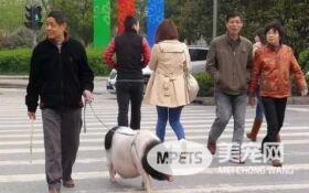 见过遛狗遛猫的算什么 你见过遛龟?遛鱼?遛蜥蜴?