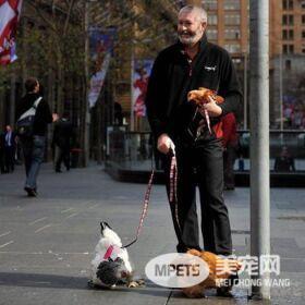 见过遛狗遛猫的算什么 你见过遛龟?遛鱼?遛蜥蜴?