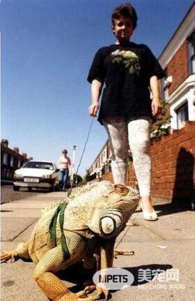 见过遛狗遛猫的算什么 你见过遛龟?遛鱼?遛蜥蜴?