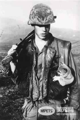 狗狗的老照片 虽有羁绊 但永不退色