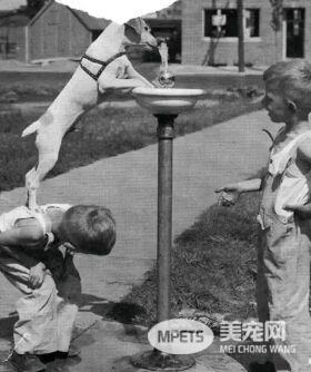 狗狗的老照片 虽有羁绊 但永不退色