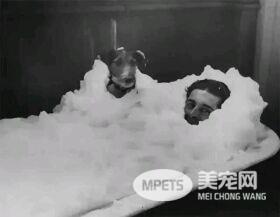 狗狗的老照片 虽有羁绊 但永不退色