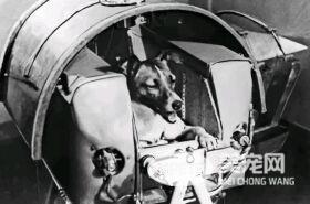 狗狗的老照片 虽有羁绊 但永不退色