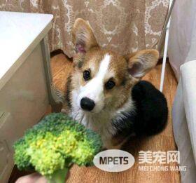 柯基的便便不同的颜色代表什么呢？医生说只有一种情况是正常的