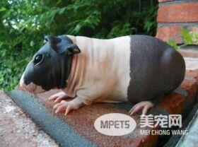 撸猫撸狗有没有听说过撸鼠 滑溜溜手感的荷兰猪了解一下