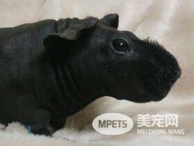撸猫撸狗有没有听说过撸鼠 滑溜溜手感的荷兰猪了解一下