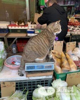 肥美嫩猫躺菜摊3条100元 走过路过不要错过