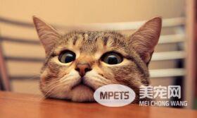 肥美嫩猫躺菜摊3条100元 走过路过不要错过