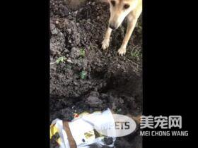 最心爱的朋友离世 它不停拨土想要唤回好友
