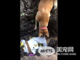 最心爱的朋友离世 它不停拨土想要唤回好友