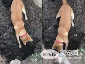 最心爱的朋友离世 它不停拨土想要唤回好友