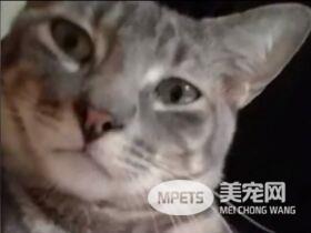 猫咪都是上帝派来的天使吗? 它为救主人自己命丧火场