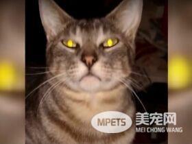 猫咪都是上帝派来的天使吗? 它为救主人自己命丧火场