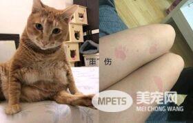 女子抱了10分钟橘猫 双腿就受了“重伤” 拍下照片让人羡慕