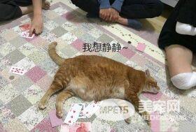 女子抱了10分钟橘猫 双腿就受了“重伤” 拍下照片让人羡慕