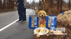 狗狗冒雨为马拉松选手助威 这个画面真的是太暖心了