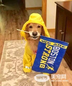 狗狗冒雨为马拉松选手助威 这个画面真的是太暖心了