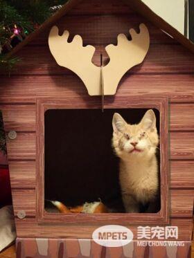 失去双眼的它个性超有爱 成功掳获寄养爸拔的心!