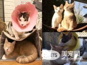 失去双眼的它个性超有爱 成功掳获寄养爸拔的心!