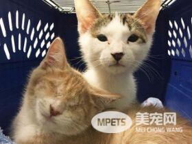 失去双眼的它个性超有爱 成功掳获寄养爸拔的心!