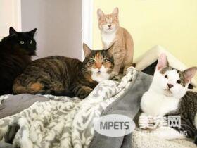 失去双眼的它个性超有爱 成功掳获寄养爸拔的心!