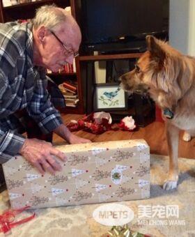 忠犬用力踮脚 只为见主人最后一面  再舔一次那张心爱的脸