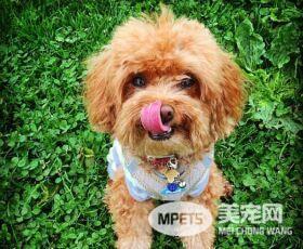 狗狗为什么喜欢舔人? 这种行为对健康会有风险吗