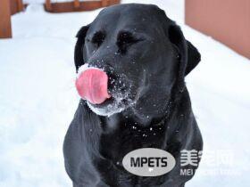 狗狗为什么喜欢舔人? 这种行为对健康会有风险吗