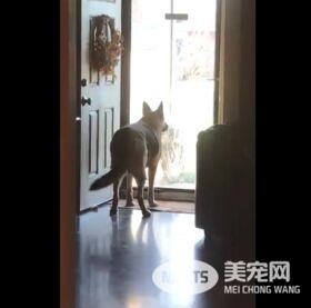 这是一种超罕见的友谊！ 准备好纸巾，看完要泪崩了