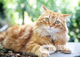 你的爱猫在和你交流呢 猫与人交谈的常见方式有这些