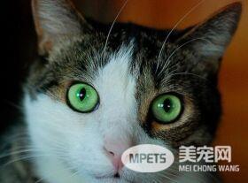 你的爱猫在和你交流呢 猫与人交谈的常见方式有这些