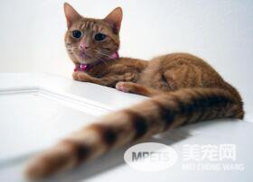 你的爱猫在和你交流呢 猫与人交谈的常见方式有这些