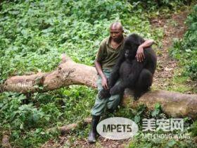 大猩猩与反偷猎游侠合影 这次超级有爱