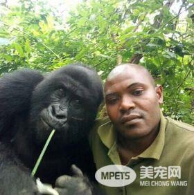大猩猩与反偷猎游侠合影 这次超级有爱