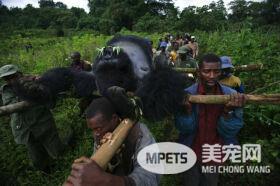 大猩猩与反偷猎游侠合影 这次超级有爱