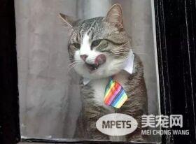 黑客阿桑奇被捕后 维基解密说阿桑奇的猫安全的