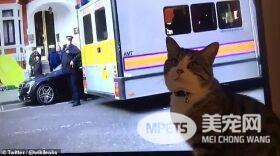 黑客阿桑奇被捕后 维基解密说阿桑奇的猫安全的